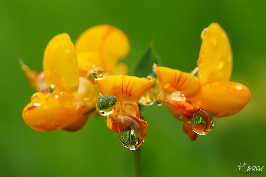 fleur.jpg
