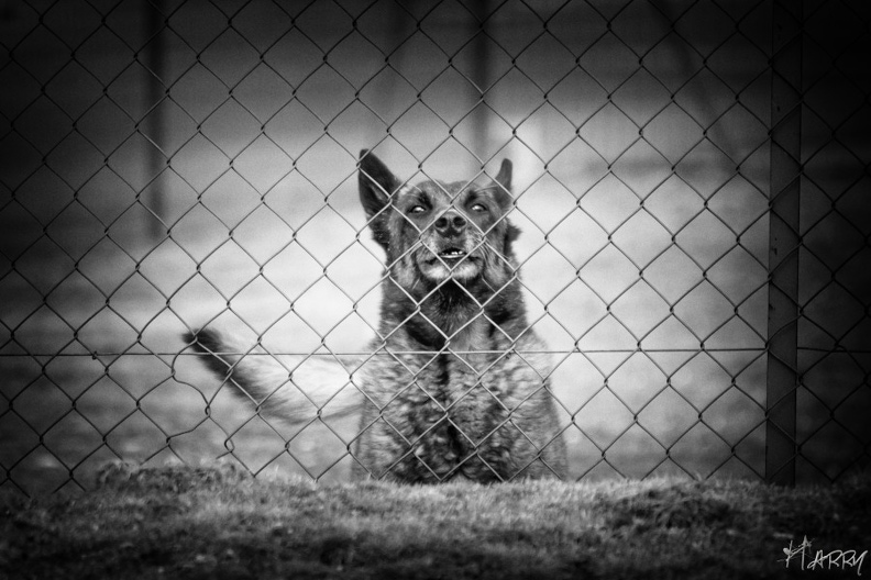 La haine - chien.jpg chien.jpg