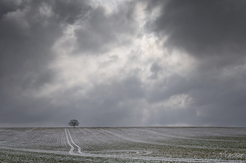 La cible - arbre.jpg arbre.jpg