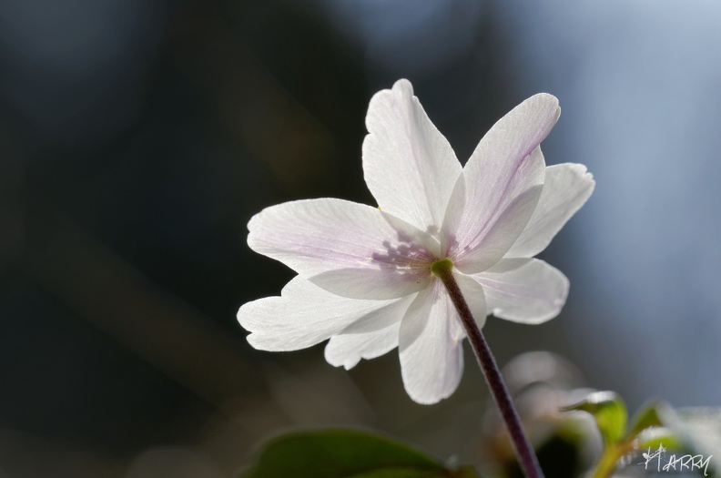 L'offrande - DSC_8821_DxO.jpg DSC_8821_DxO.jpg