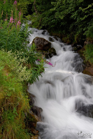 Fraîcheur - DSC_6807_DxOp.jpg DSC_6807_DxOp.jpg