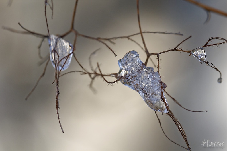 Froid 1 - DSC_8266-DxO.jpg DSC_8266-DxO.jpg