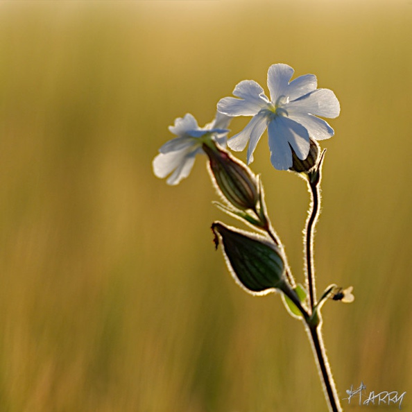 Transparence - transparence.jpg transparence.jpg