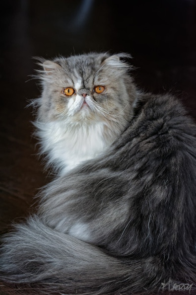 La pose - DSC_0057_DxOp.jpg DSC_0057_DxOp.jpg