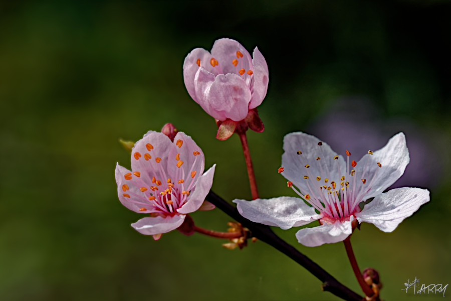 Pollen